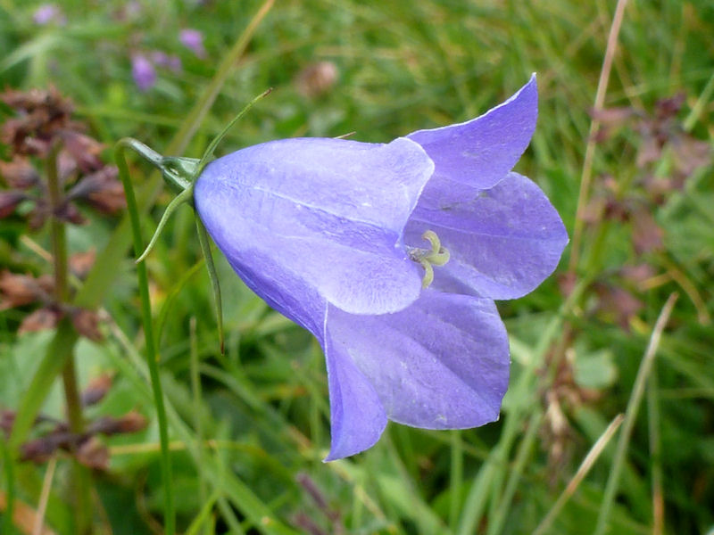 Campanula persicifolia B