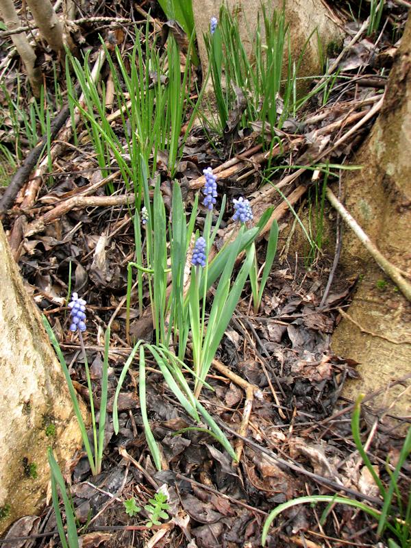 Muscari Racemosumo