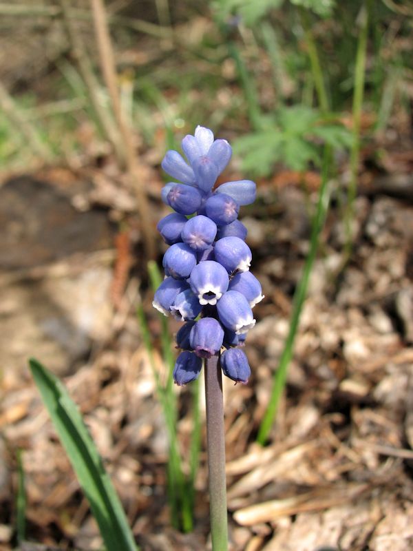 Muscari Racemosum 2