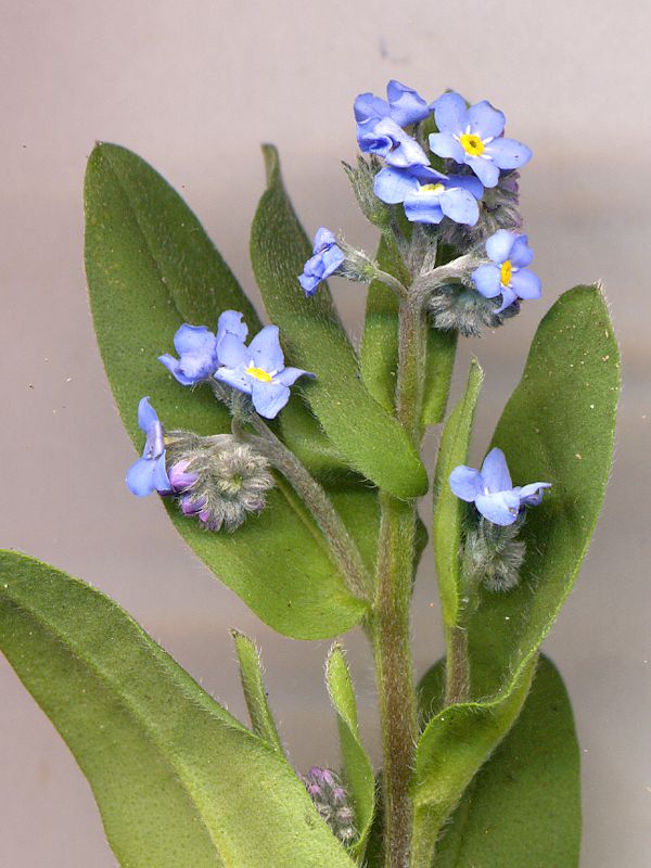 Myosotis alpestris