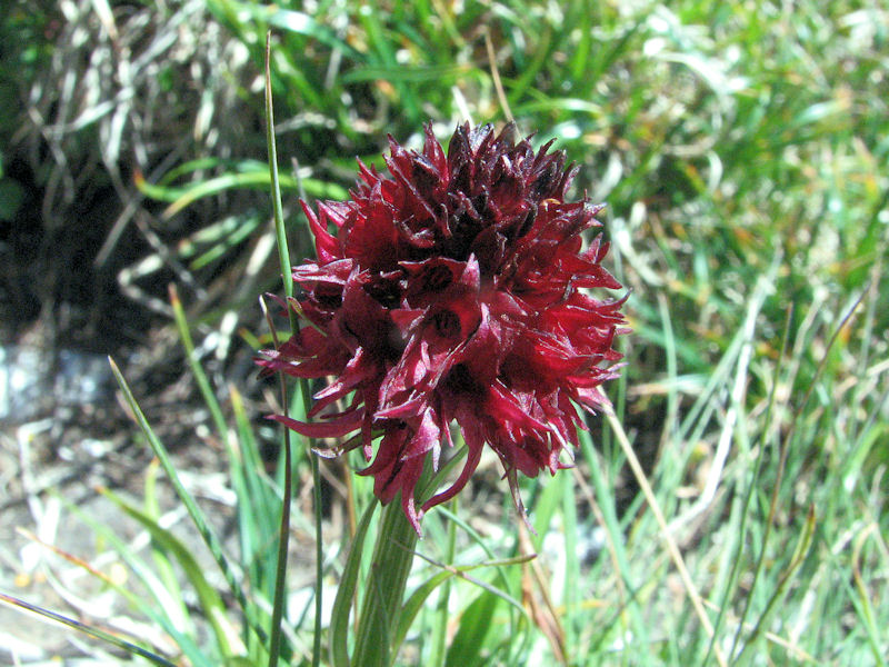 Nigritella Nigra