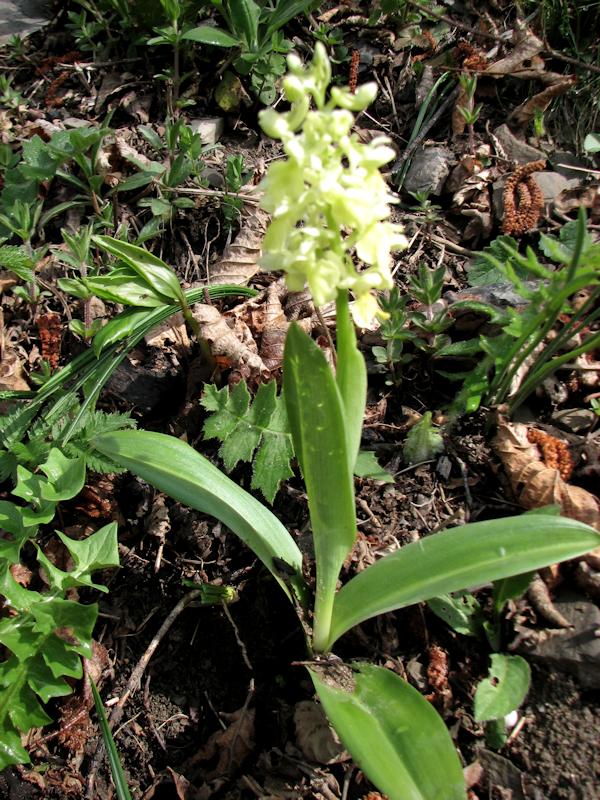 Orchis pallens