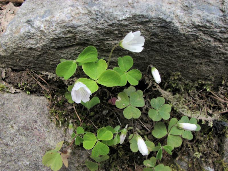 Oxalis Acetosella