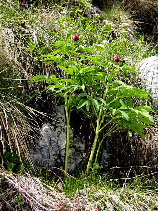 Paeonia Officinalis