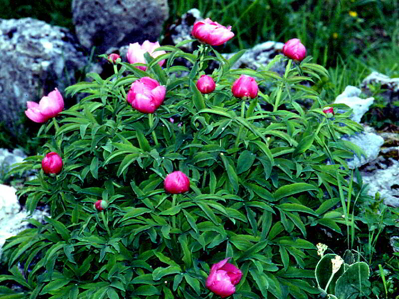 Paeonia Officinalis 2