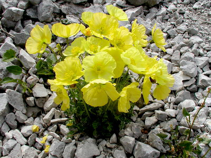 Papaver Aurantiacum