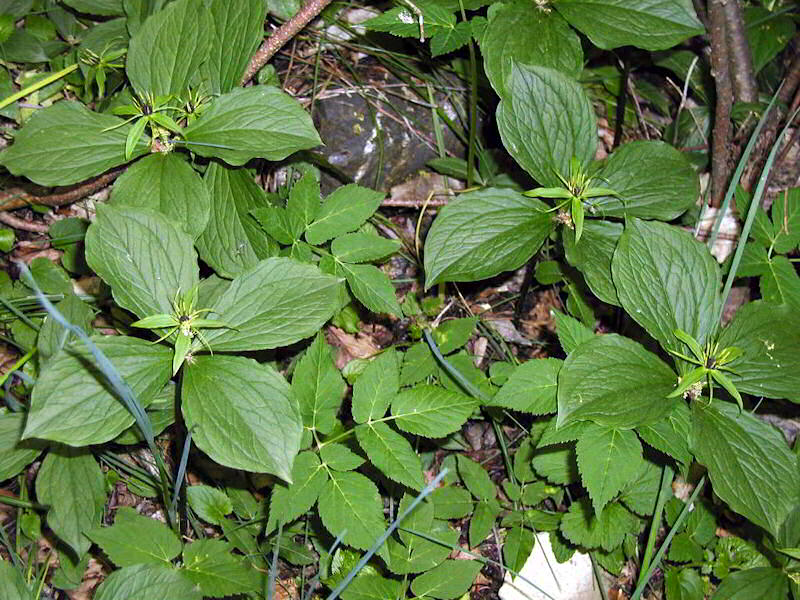 Paris Quadrifolia