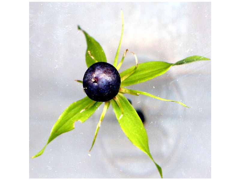 Paris Quadrifolia 2