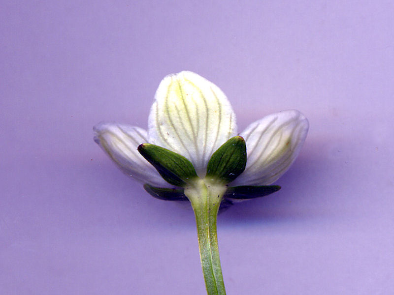 Parnasia Palustris