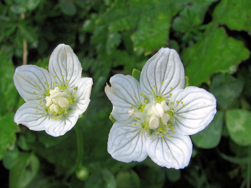 Parnasia Palustris 2