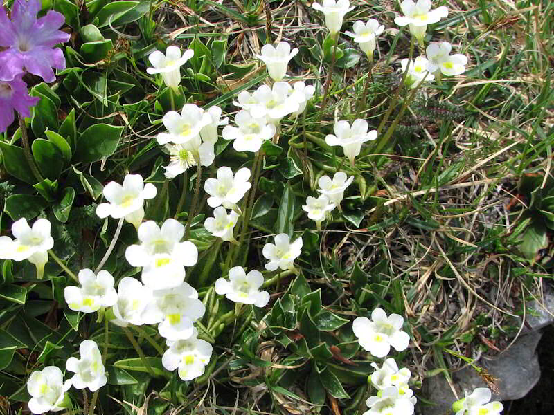 Pinguicola Alpina