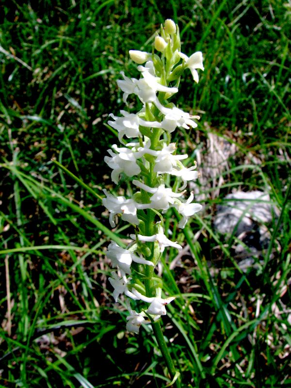 Platanthera bifolia