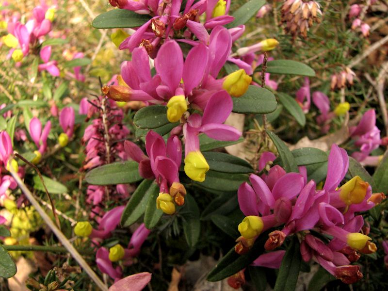 Polygala Chamaebuxus