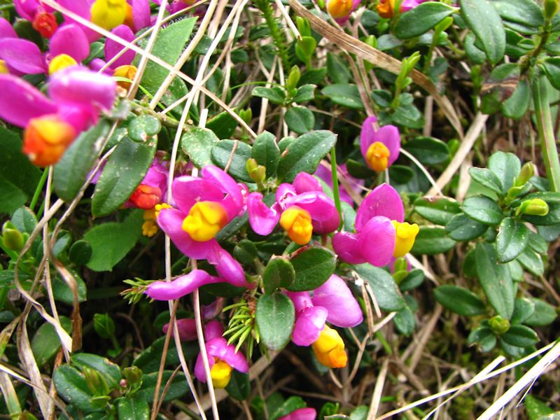 Polygala Chamaebuxus 2