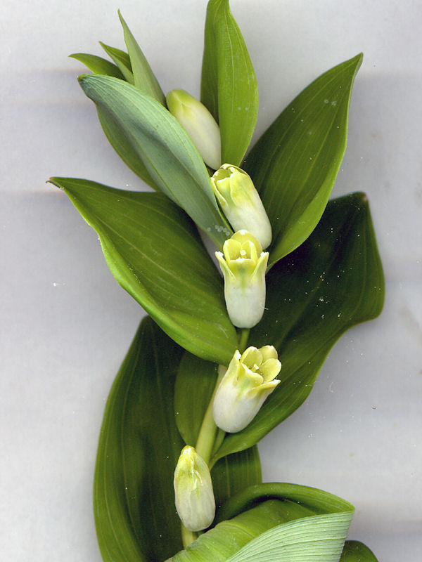 Polygonatum Odoratum