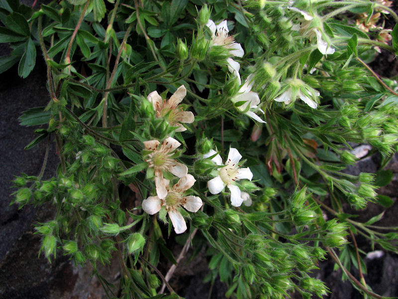 Potentilla Caulescens