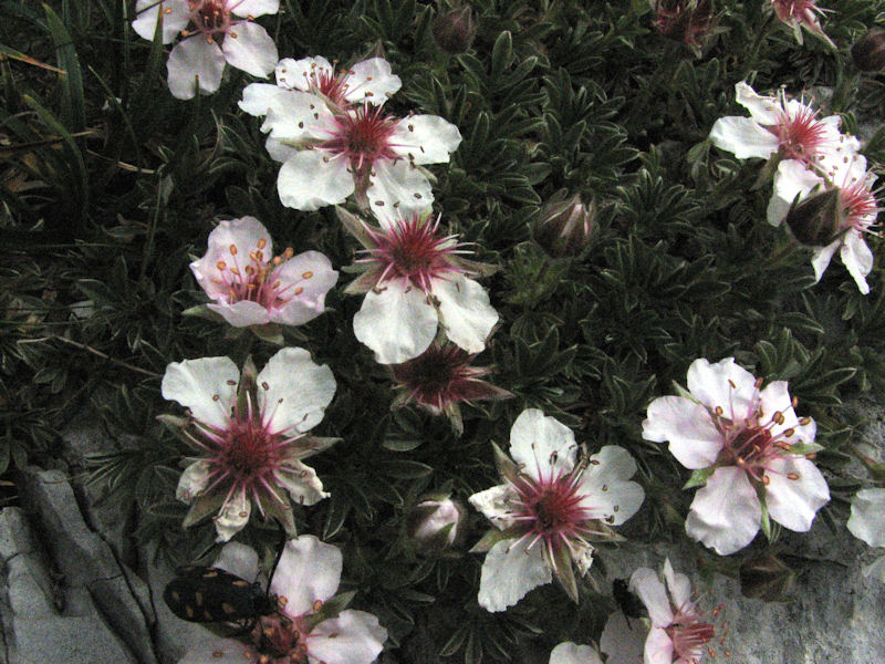 Potentilla Nitida