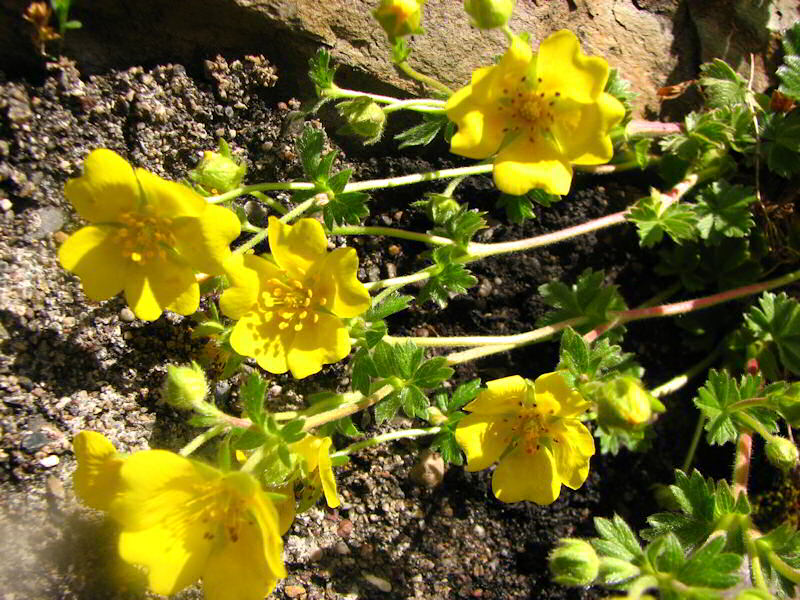 Potentilla Tabernaemontani