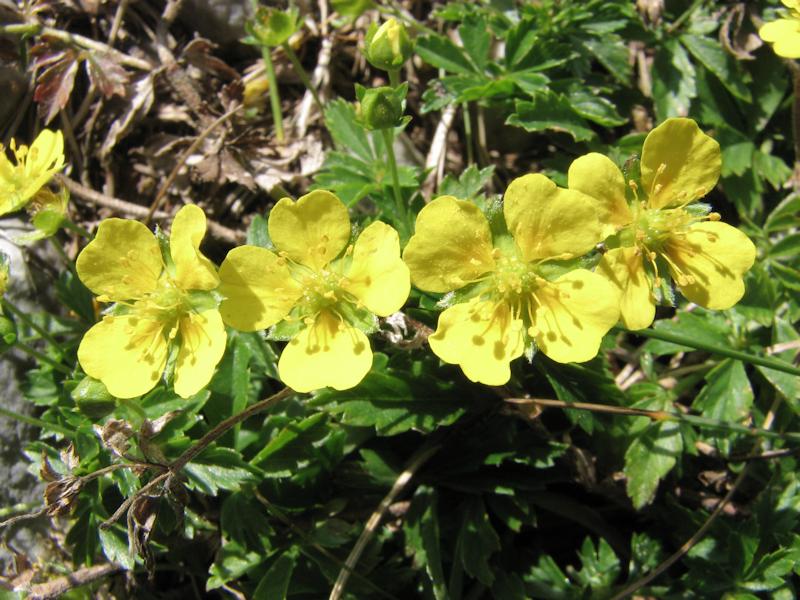 Potentilla Tormentilla