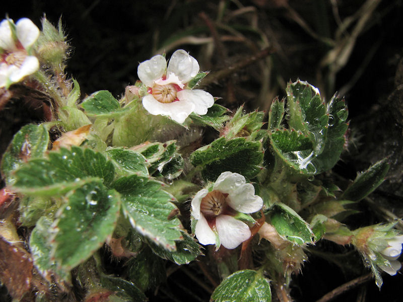 Potentilla micrantha