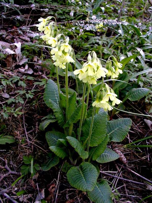 Primula Elatior