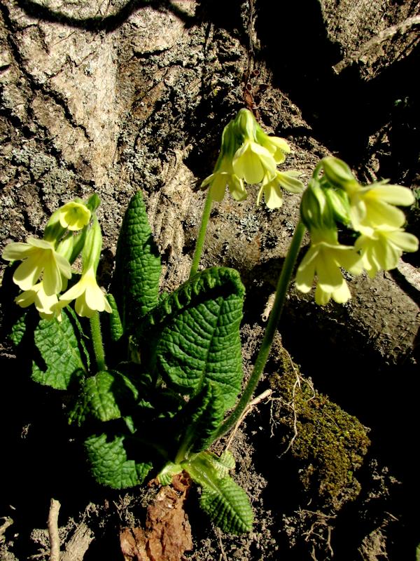 Primula Elatior 2