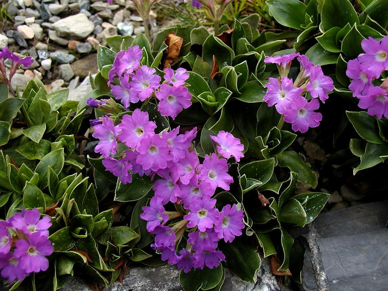 Primula laucenscens
