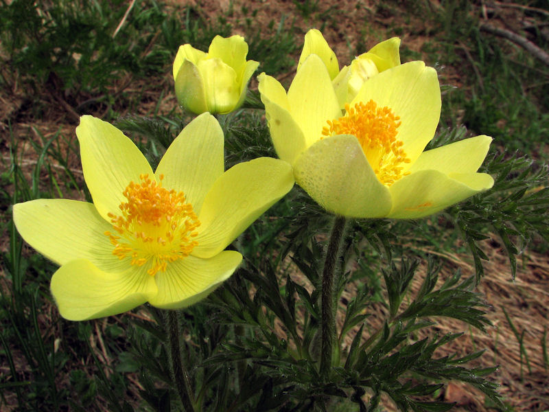Pulsatilla alpina apiifolia