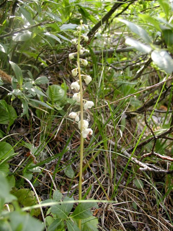 Pyrula Rotundifolia