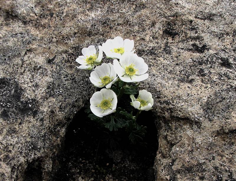 Ranunculus Alpestris