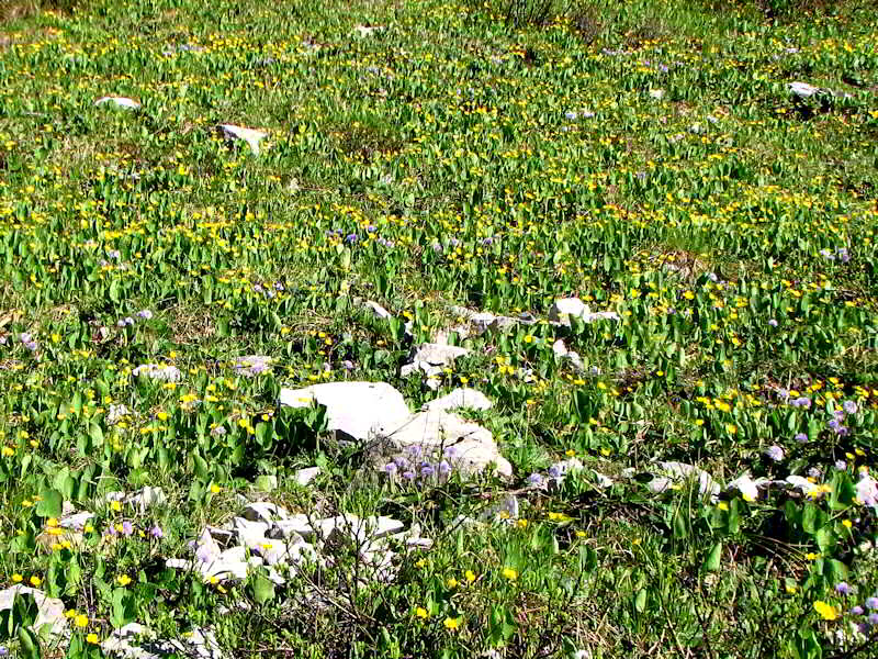 Ranunculus Thora