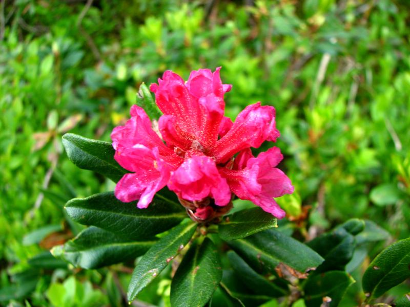 Rhododendron ferrugineum