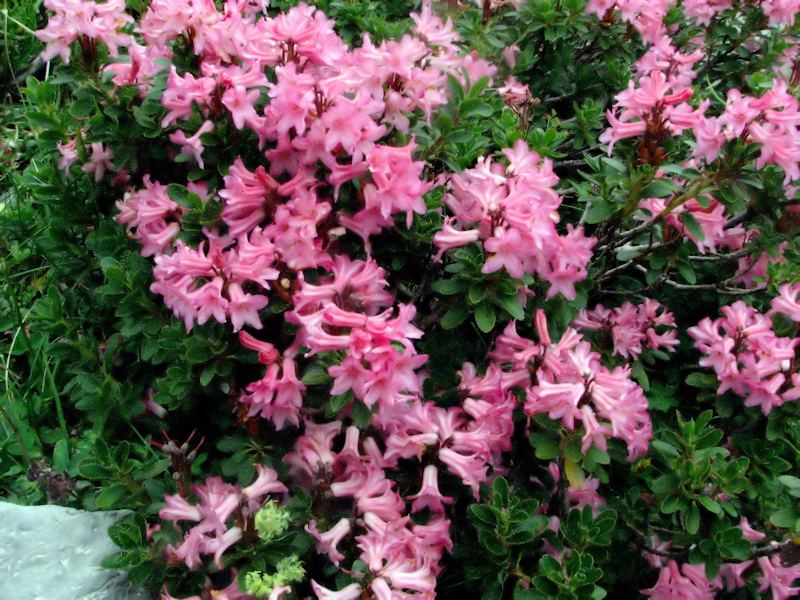 Rhododendron hirsutus