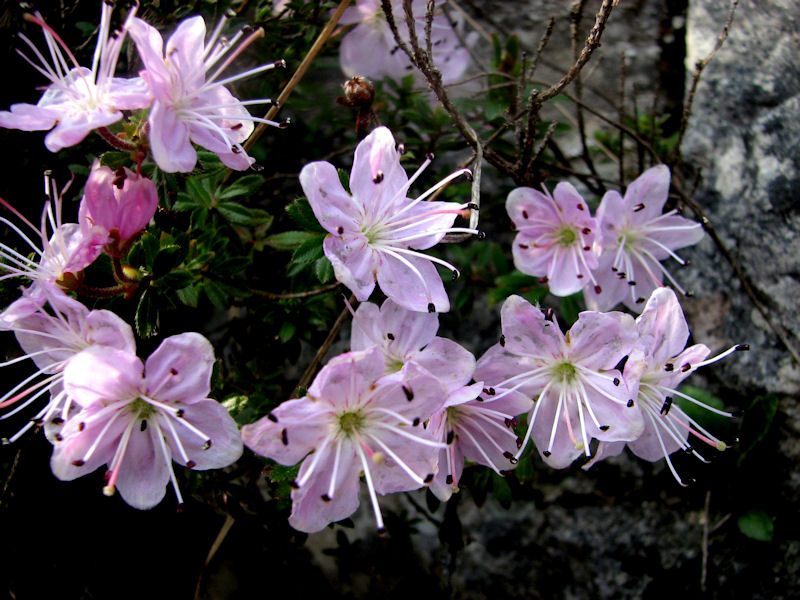 Rhodothamnus chamaecistus