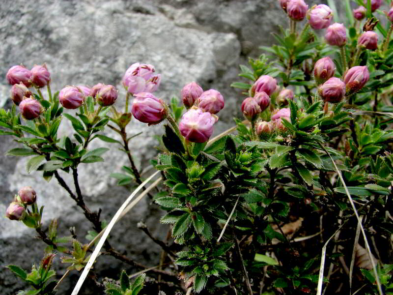 Rhodothamnus chamaecistus 2