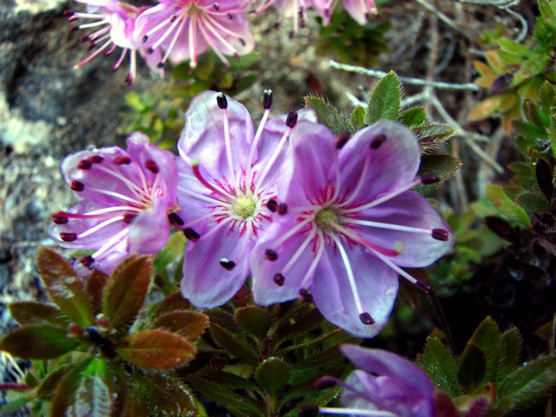 Rhodothamnus chamaecistus 3