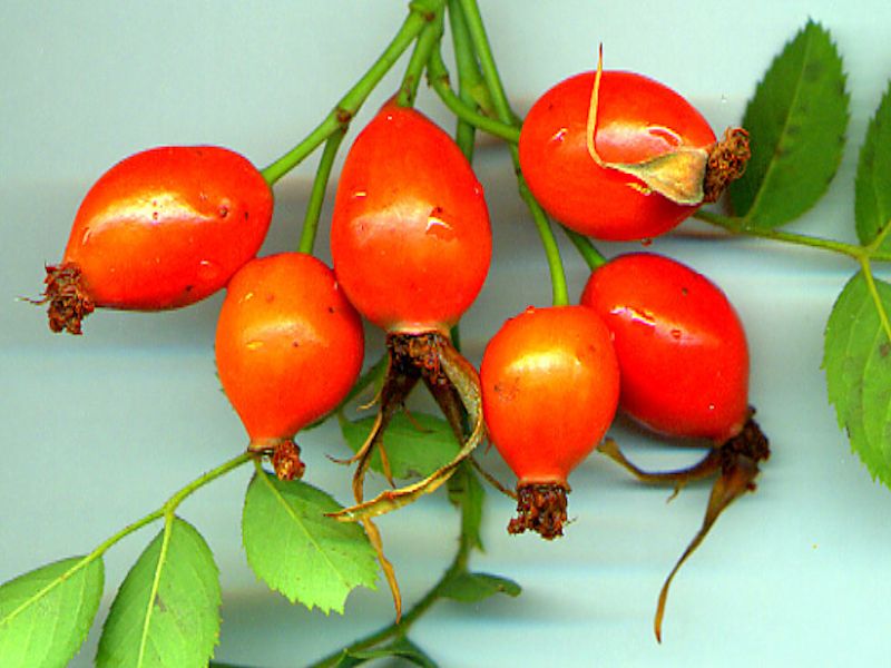 Rosa Canina