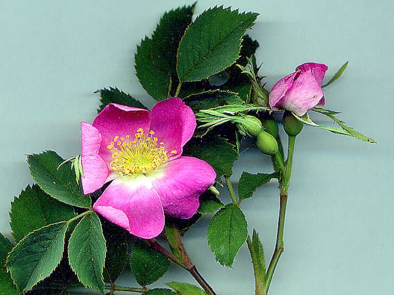 Rosa Canina 2