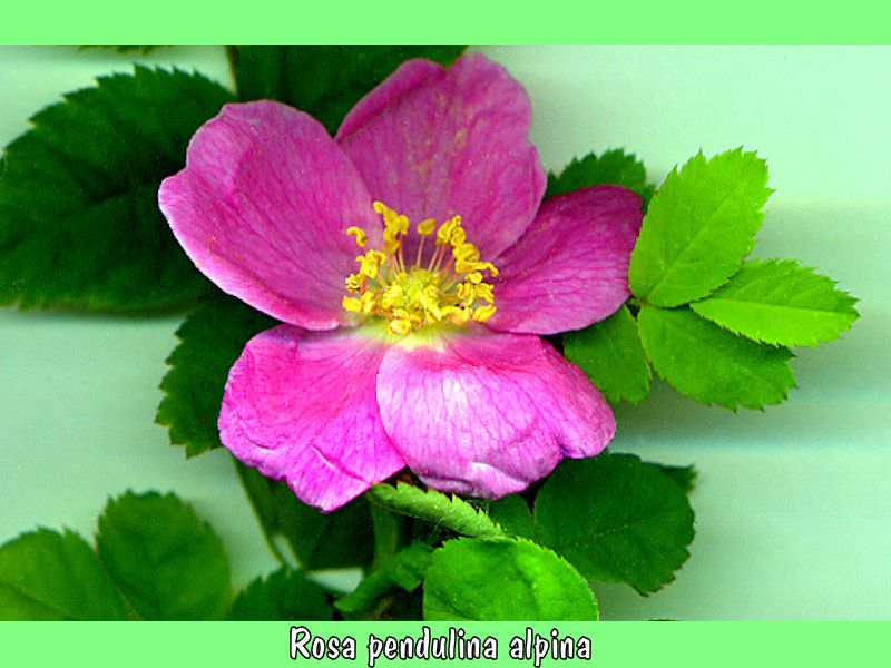 Rosa Pendulina alpina L
