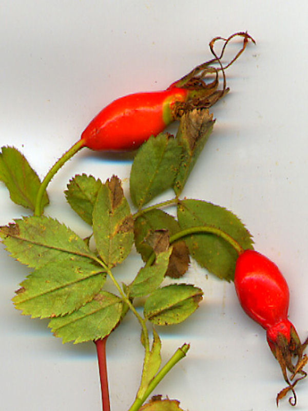 Rosa Pendulina