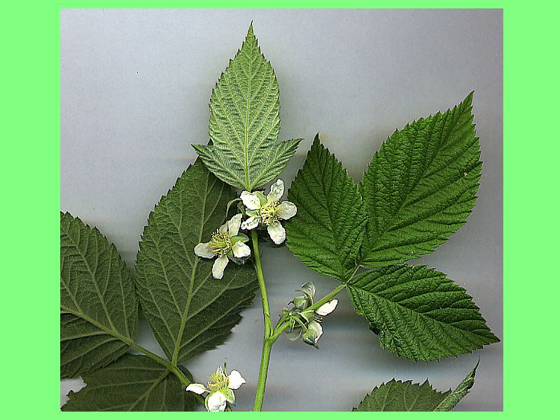 Rubus Idaeus