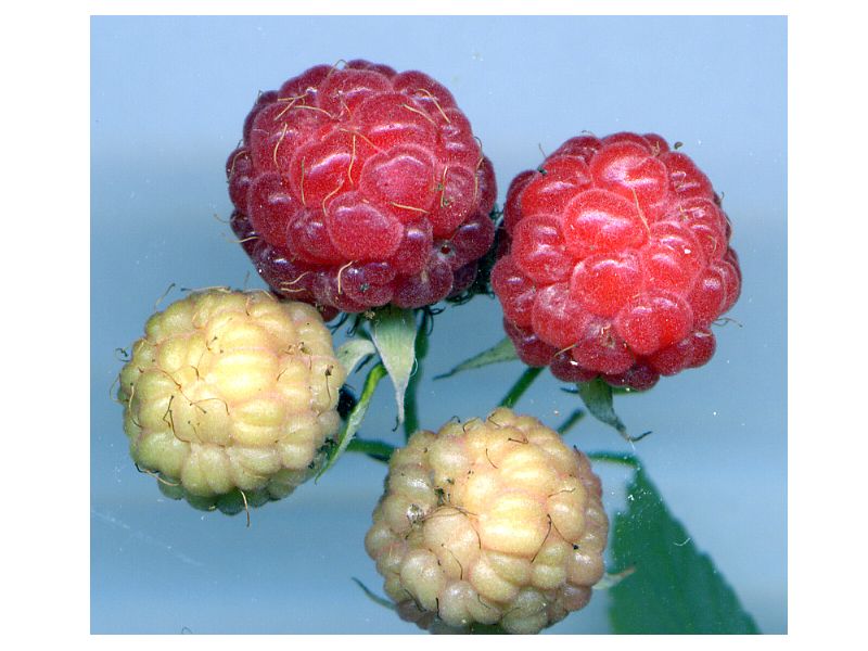 Rubus Idaeus 2