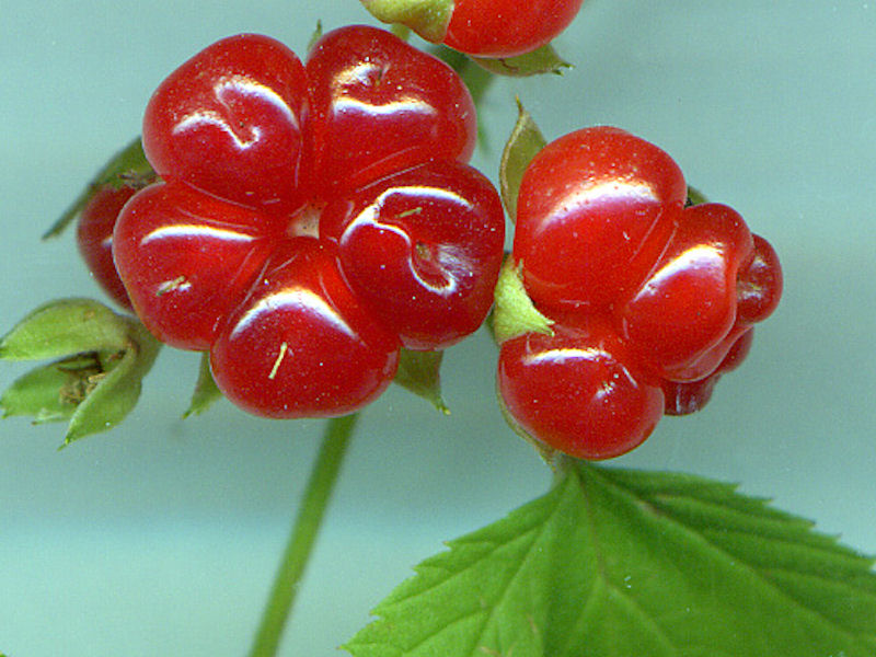 Rubus Saxatilis