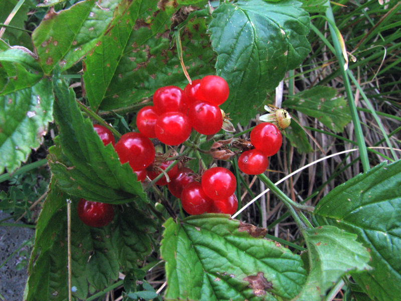 Rubus Saxatilis 2