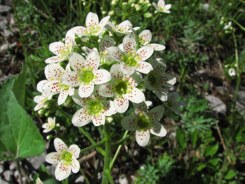 Saxifraga Hostii