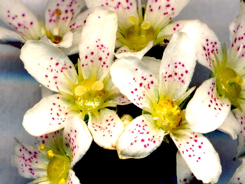 Saxifraga Hostii 2