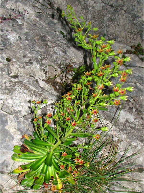 Saxifraga Mutata