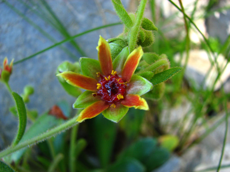 Saxifraga Mutata 2