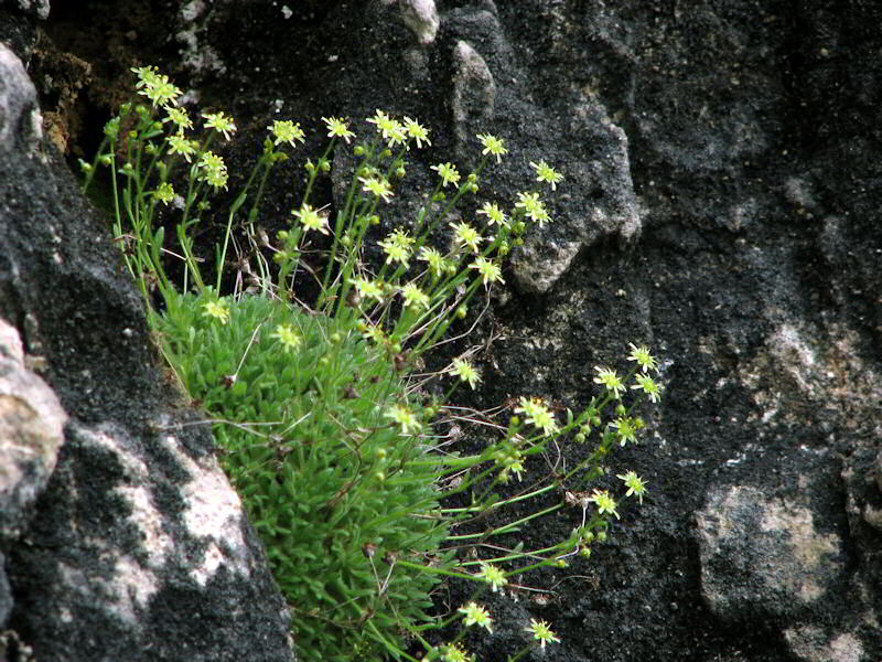 Saxifraga Presolanensis