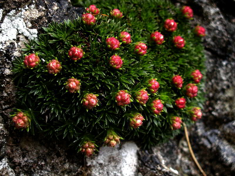 Saxifraga Vandelli